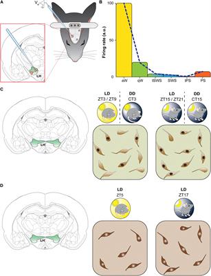 Daily Fluctuation of Orexin Neuron Activity and Wiring: The Challenge of “Chronoconnectivity”